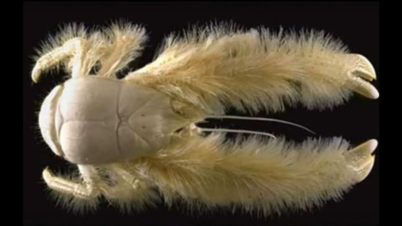 The Yetti Crab