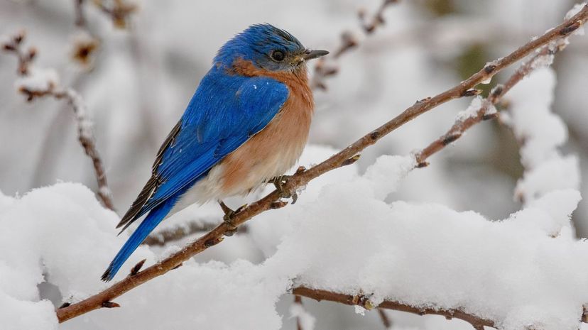 Bluebird