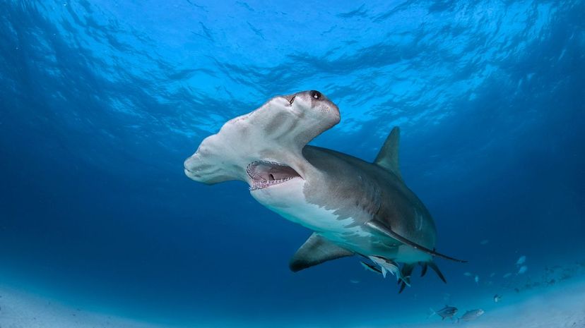 Hammerhead shark