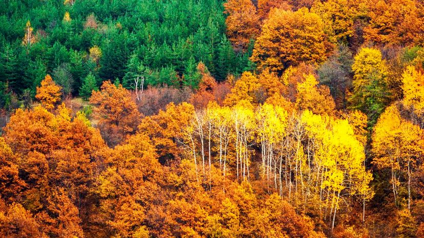 Deciduous and evergreen