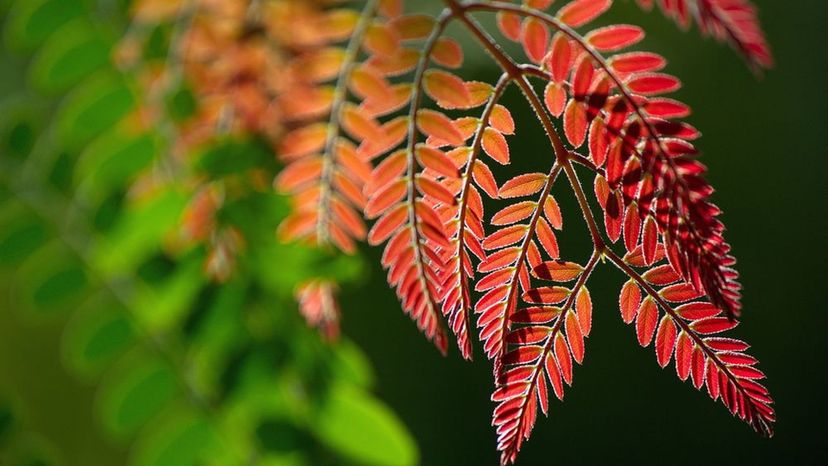 Honey Locust