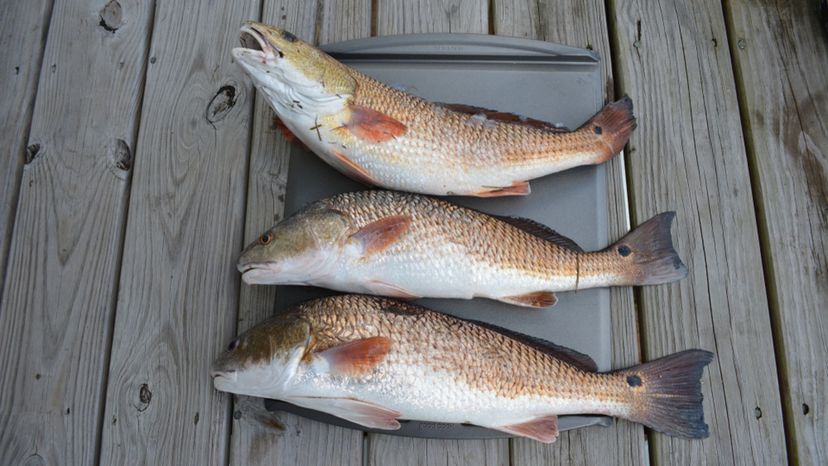 RED DRUM