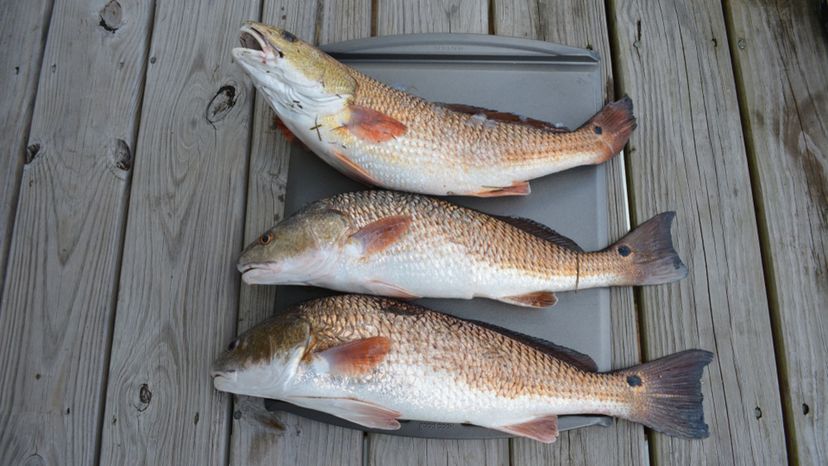 Red Drum Fish Facts  Sciaenops ocellatus - A-Z Animals