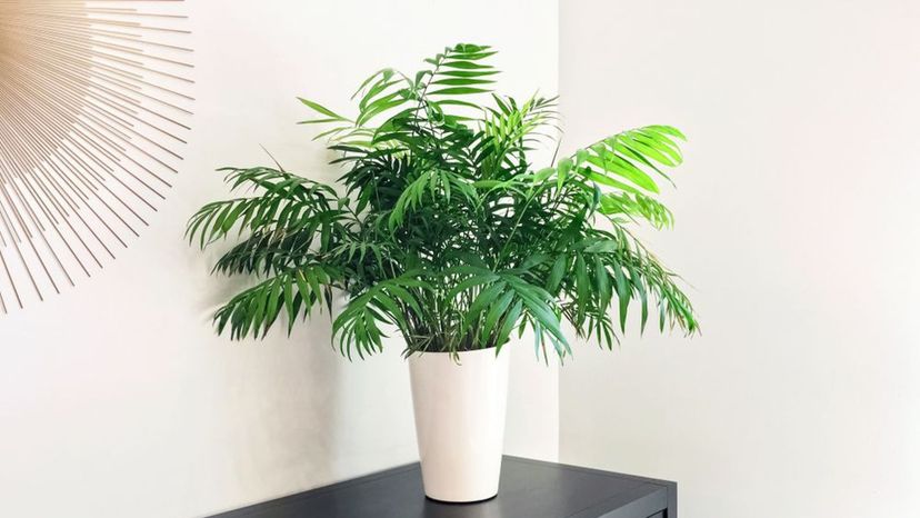 PARLOR PALM