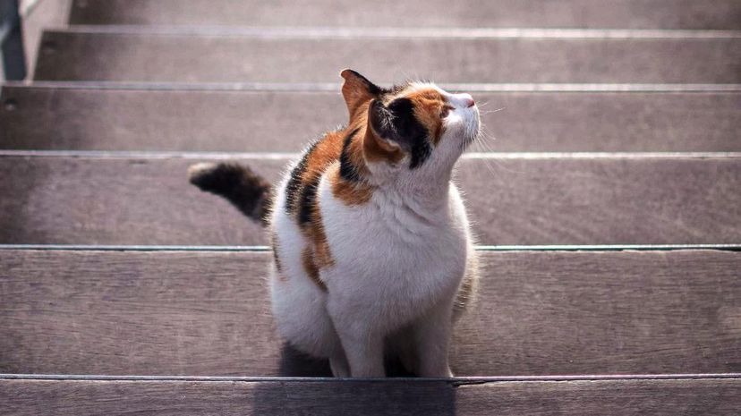 Cat staircase