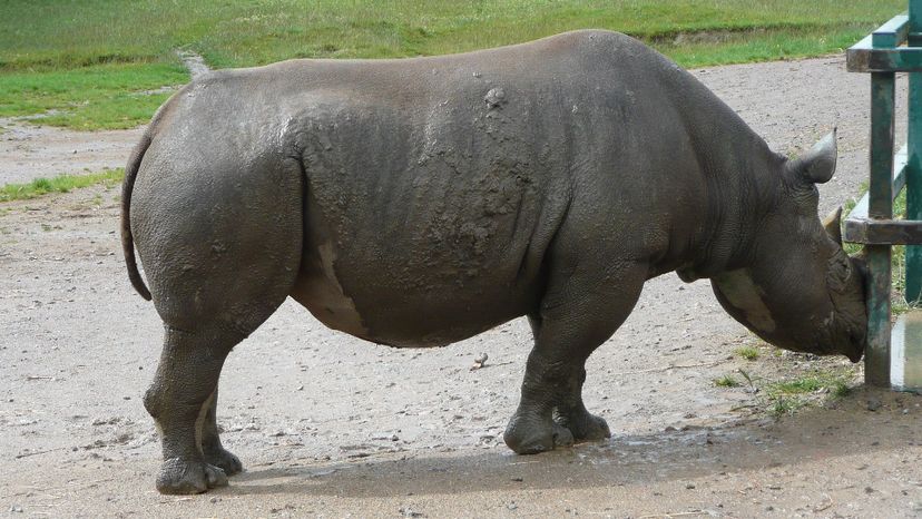 Black rhinocerosâ€‹
