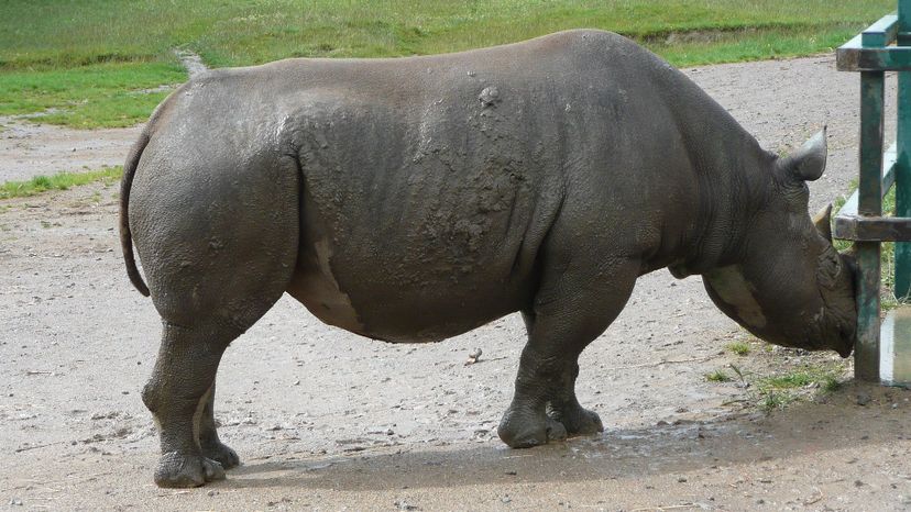 Black rhinoceros