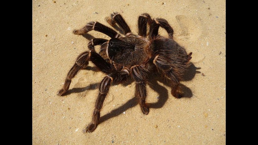 25 Salmon Pink Tarantula