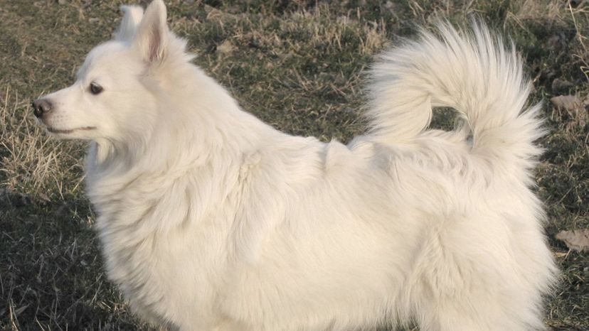 German Spitz