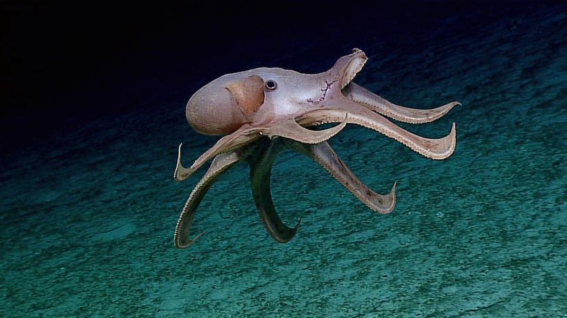 Dumbo octopus