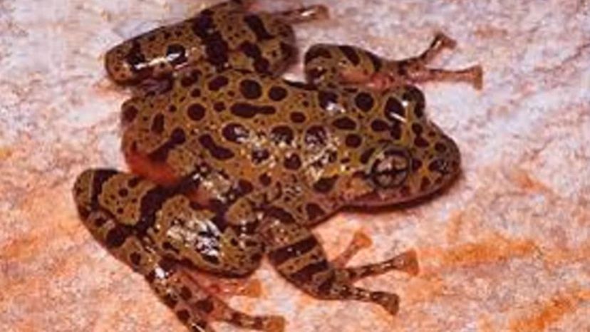 Table Mountain Ghost Frog