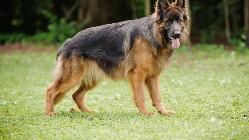 German Shephard