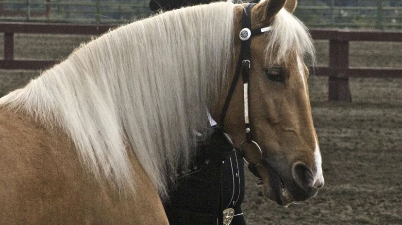 Tennessee Walking Horse