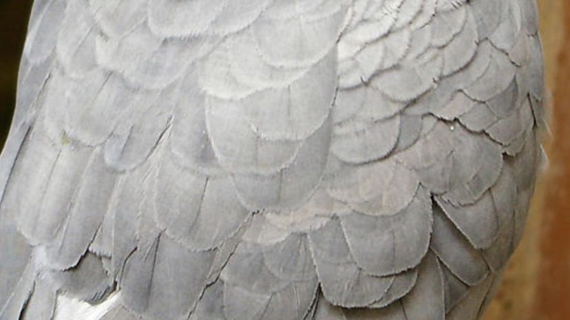 Grey Parrot