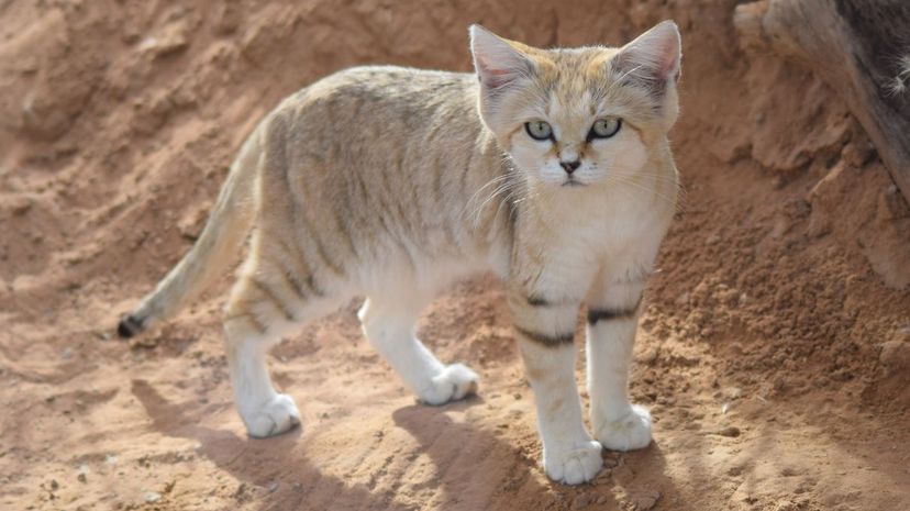 Sand Cat