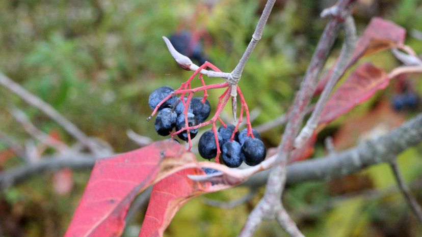 Nannyberry