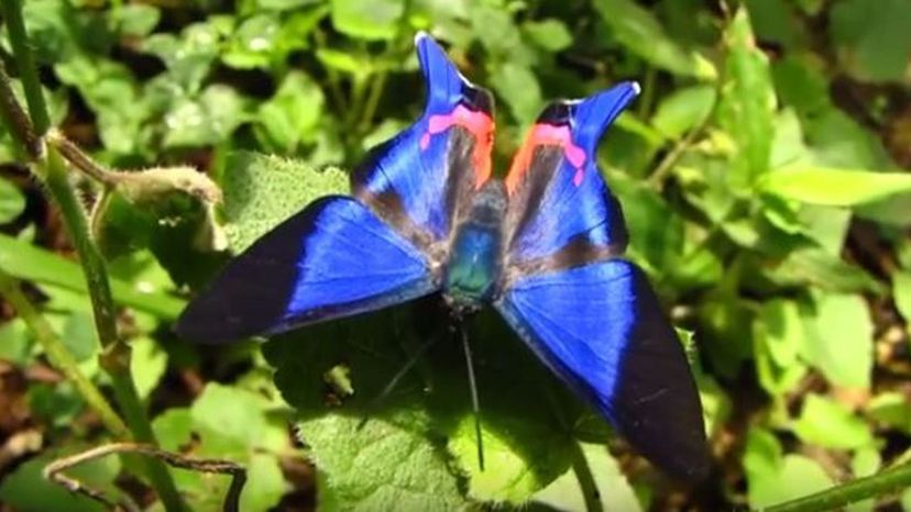 Columbian Skipper