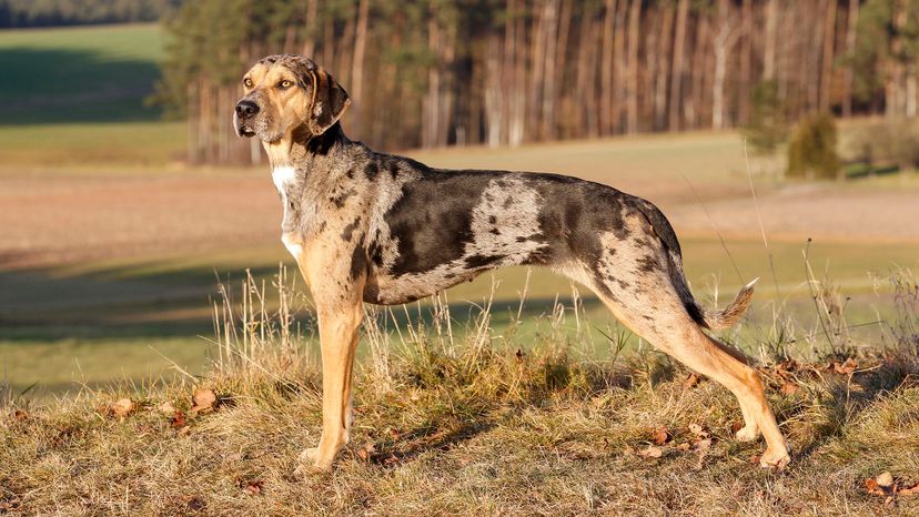 17 Catahoula leopard dog GettyImages-640891249