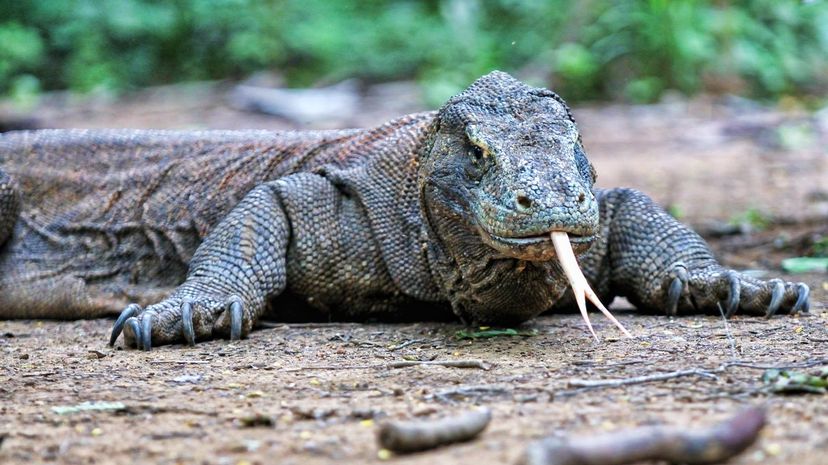 Komodo dragon