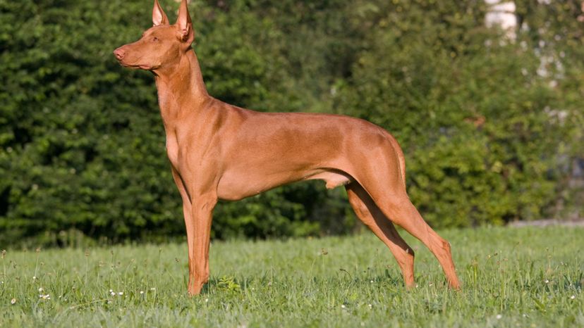 Pharaoh Hound