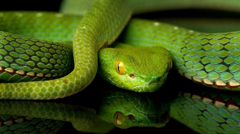 Can You Identify These Venomous Snakes From Their Pattern?