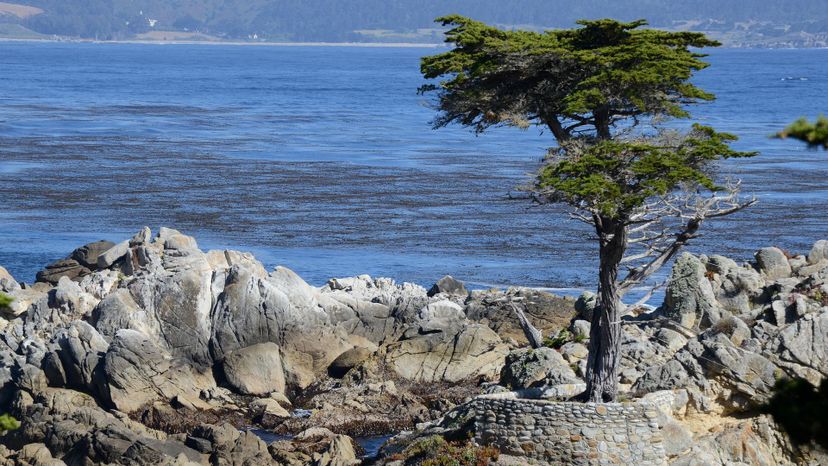 35 monterey cypress GettyImages-591186973