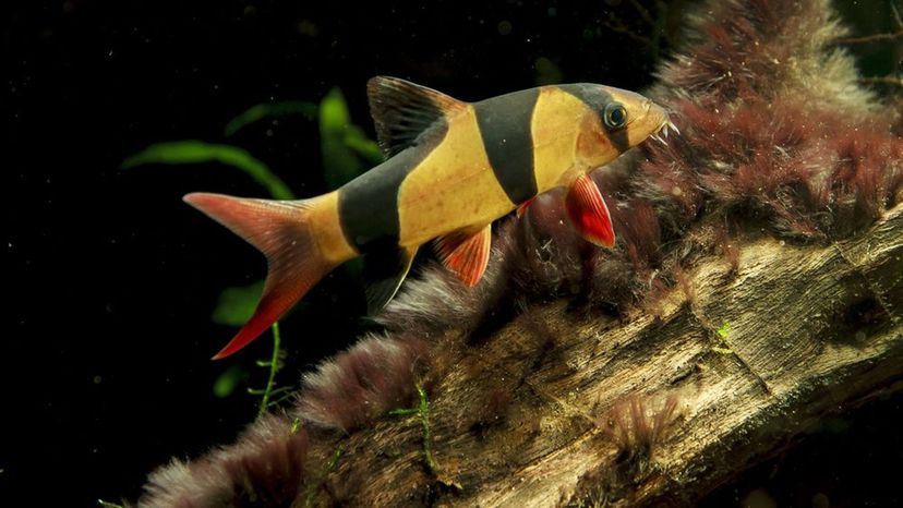 Clown Loach