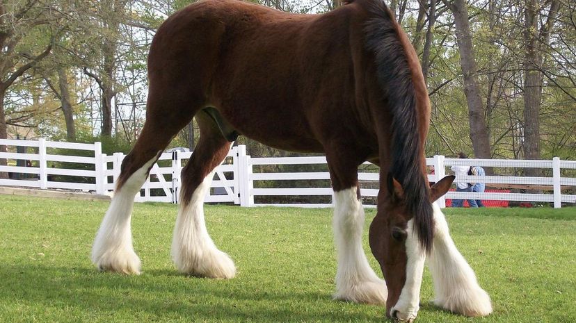 Clydesdale