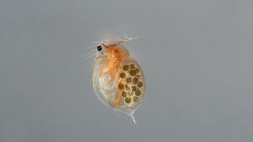 water flea