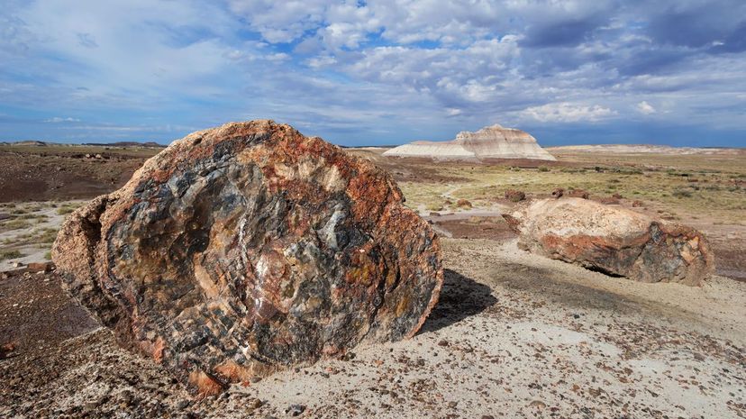 Petrified Forest National Park