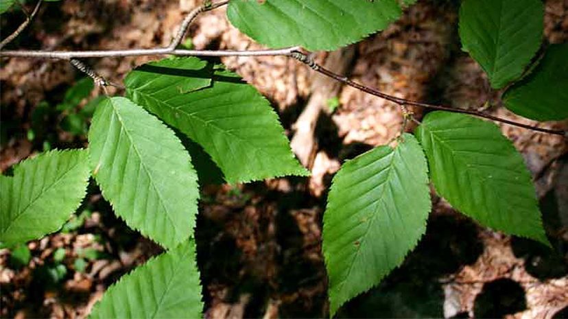 Yellow birch