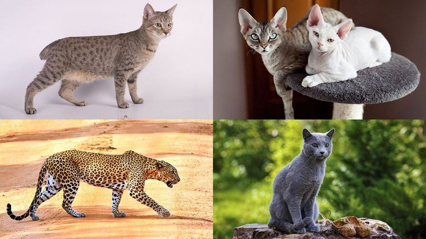 Russian blue, Anerican bobtait, Devon rex, leopard