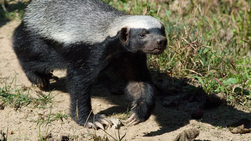 Kannst du diese gefährlichen Landtiere anhand eines Bildes benennen?