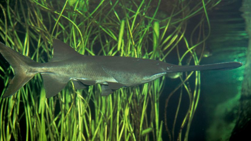 American paddlefish