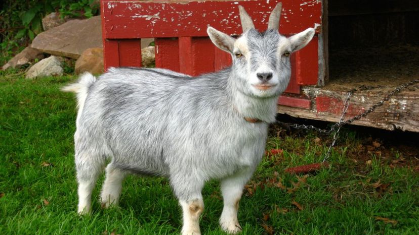 Pygmy Goat