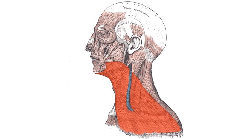 Platysma