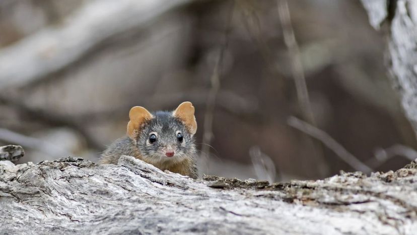 Antechinus