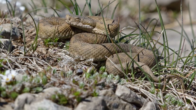 Vipera Aspis