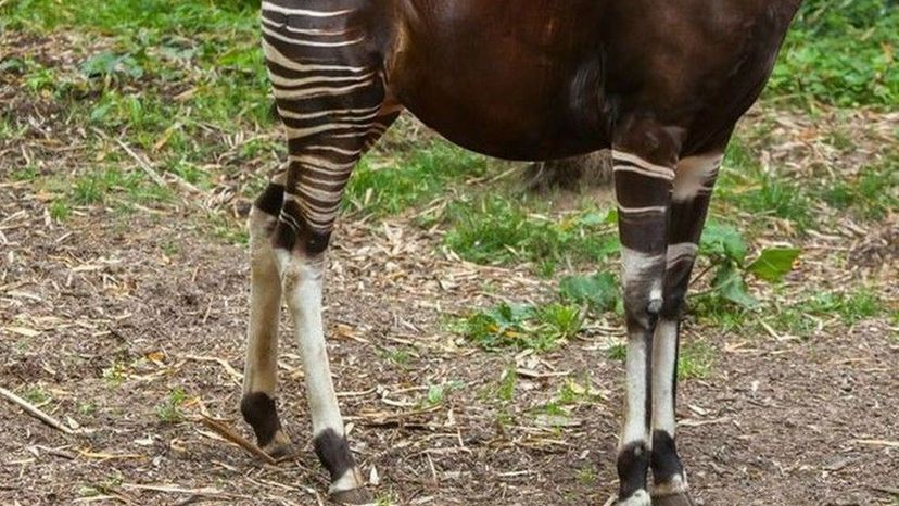 Okapi