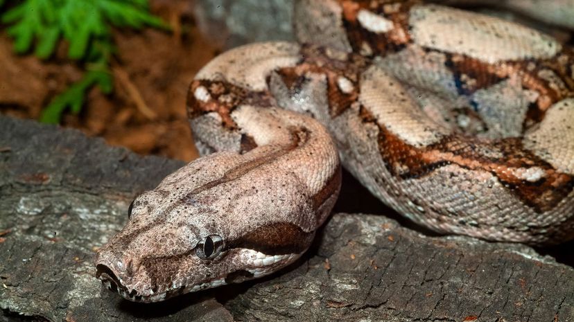 22 Boa Constrictor