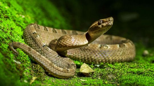 Do You Know All of These Deadly Snake Facts?