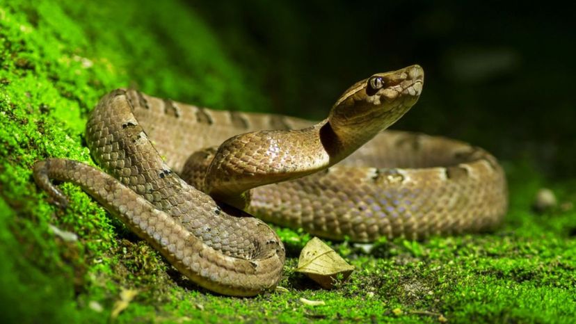 Do You Know All of These Deadly Snake Facts?