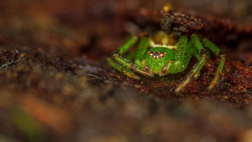 Green Crab Spider