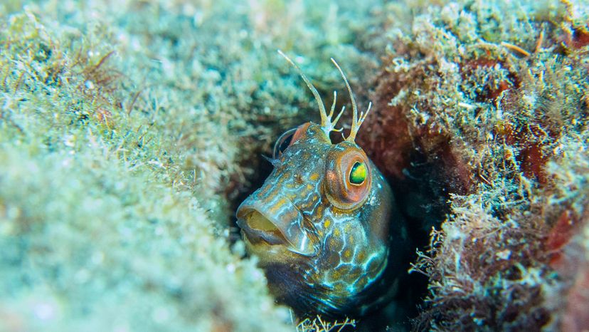 BLENNY