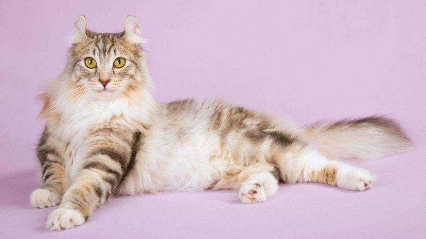 American Curl cat