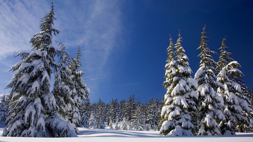 Winter Trees