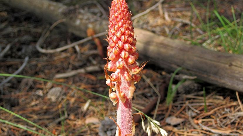 Woodland Pinedrop