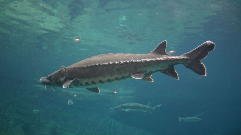 WHITE STURGEON