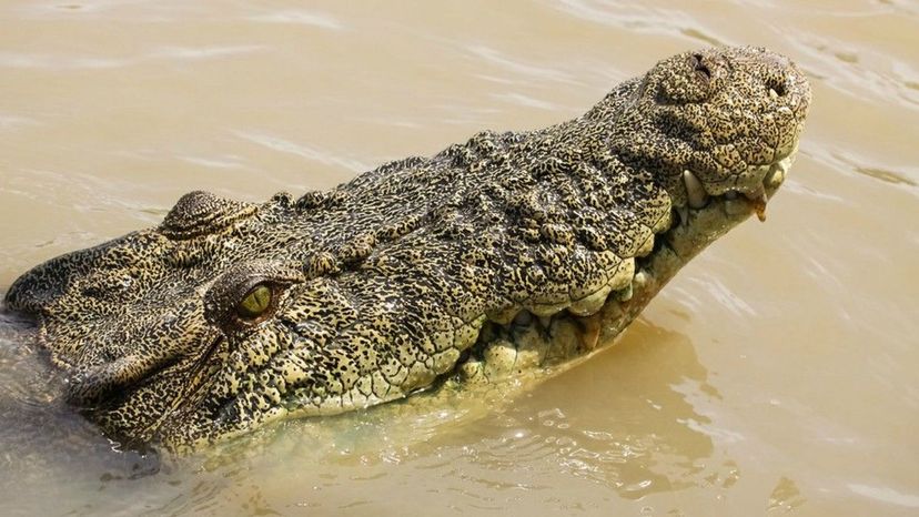 Saltwater Crocodile