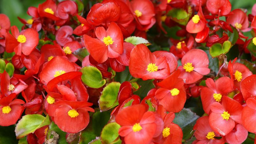 15 Begonia GettyImages-185317081